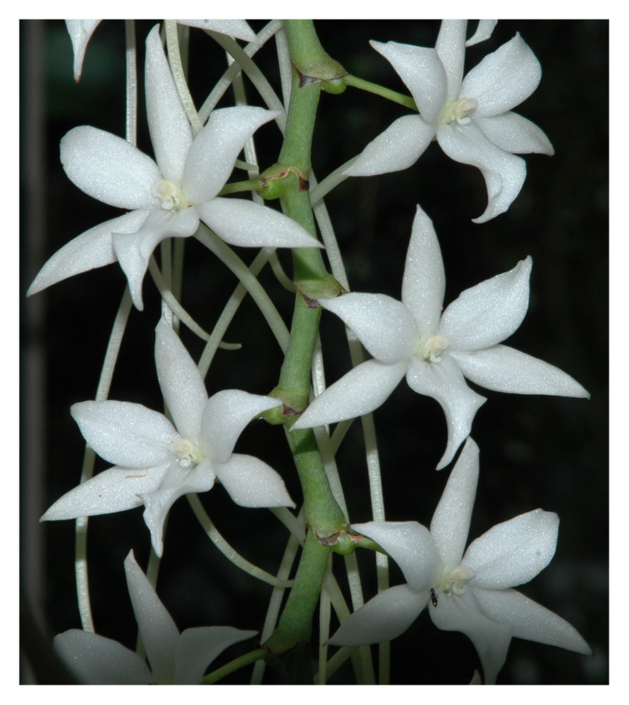 Aerangis articulata
Schlüsselwörter: Aerangis articulata, Madagaskar