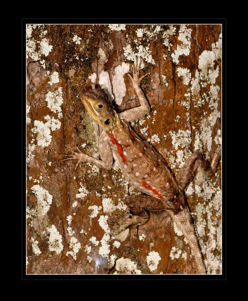 Siedleragame
Schlüsselwörter: Siedleragame, Kenia, Mombasa