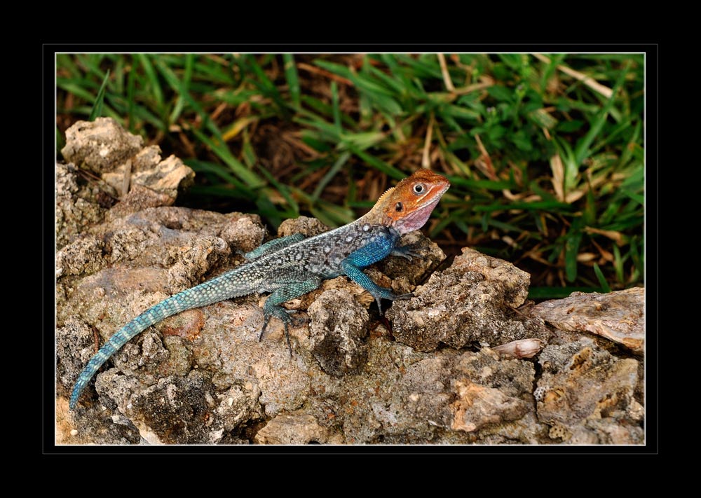 Siedleragame
Schlüsselwörter: Siedleragame, Amaga, Kenia, Mombasa