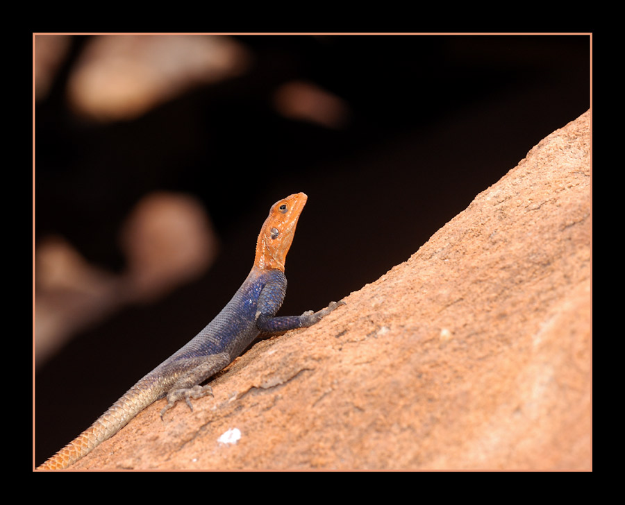 Felsenagame
Namibische Felsenagame auf ihrem rotem Felsen.
Schlüsselwörter: Namibia, Felsenagame, Agama planiceps