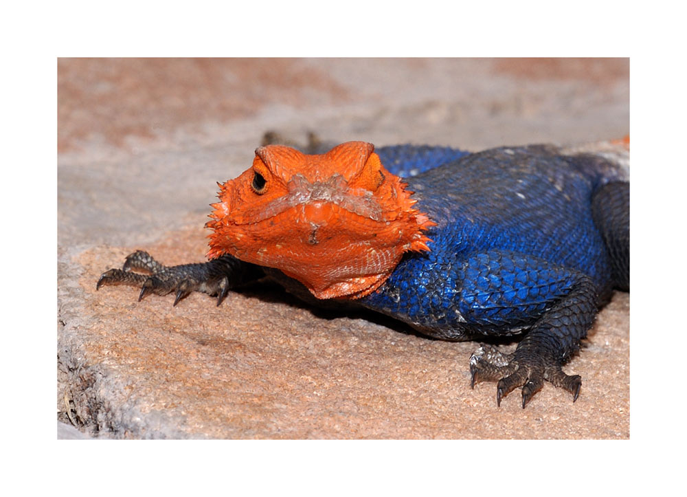 Namibische Felsenagame
Frontalansicht
Schlüsselwörter: Namibia