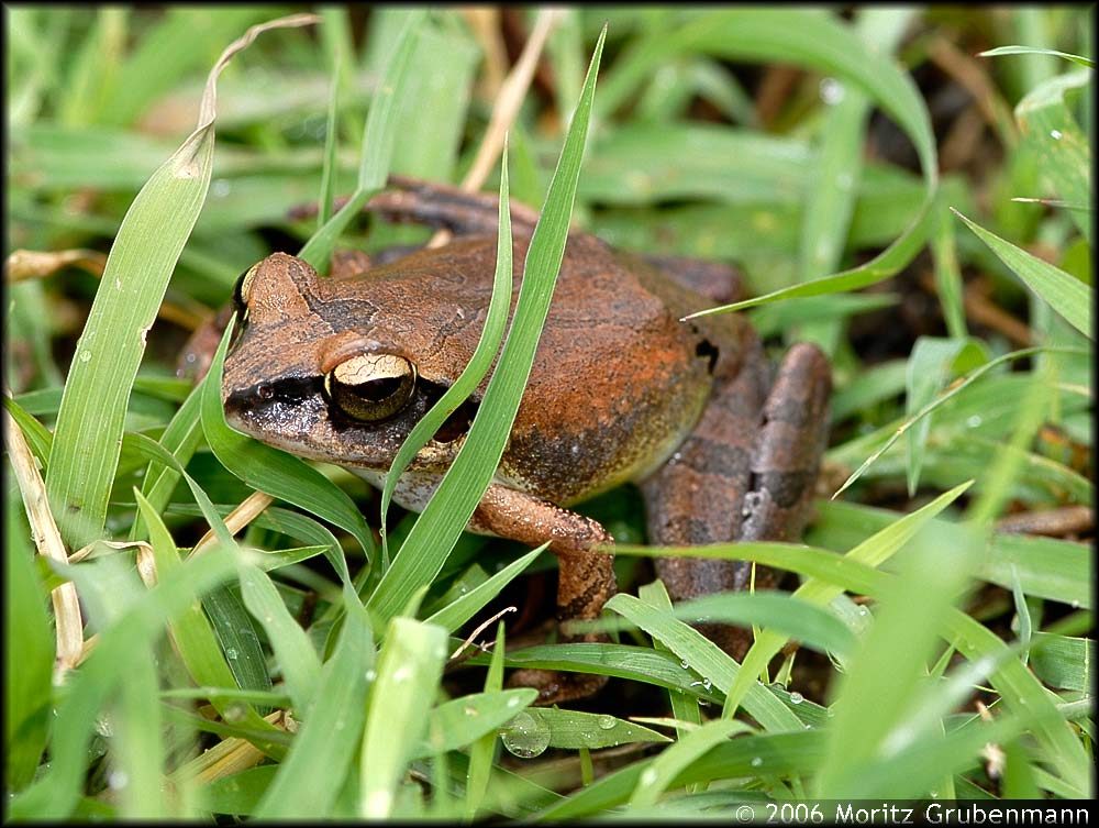 Aglyptodactylus securifer
Aglyptodactylus ist neben Laliostoma, die zweite Gattung der Unterfamilie Laliostominae. Es gibt drei Arten von Aglyptodactylus: A. madagascariensis welche im Osten vorkommt, A. laticeps und A. securifer aus West- und Nord-Madagaskar. 
Schlüsselwörter: Aglyptodactylus securifer, Montagne des Frainçaise, Nord-Madagaskar