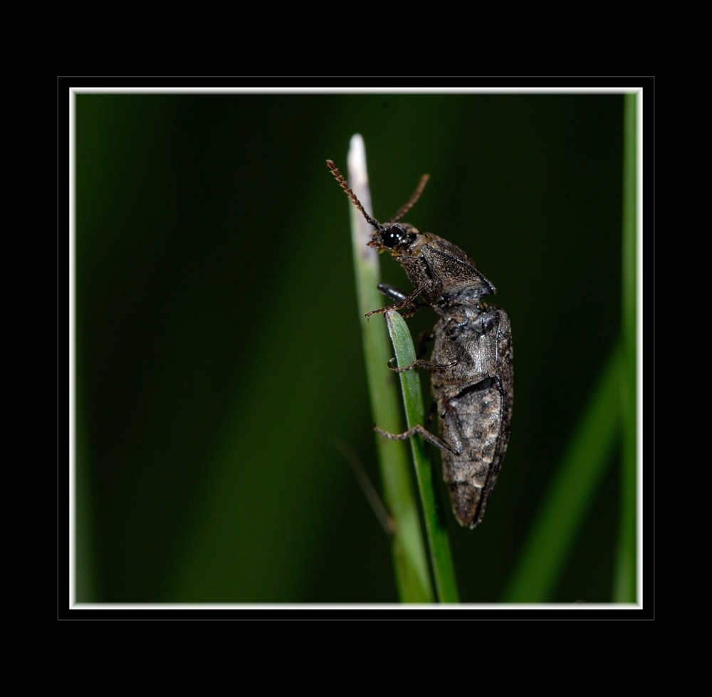 Mausgrauer Schnellkäfer (Agrypnus murinus) Valle Maira
Die Schnellkäfer verdanken einer anatomischen Besonderheit, einem Sprungapparat, ihren deutschen Namen. Durch sie können sie sich blitzschnell in die Höhe katapultieren - sehr hilfreich, wenn der Käfer mal unglücklich auf dem Rücken landet.
Die Käfer ernähren sich von Blättern verschiedener Pflanzen und jungen Trieben von Laub- und Nadelbäumen. Die Larven ("Drahtwürmer") leben mehrere Jahre im Boden ehe sie sich im Herbst verpuppen. Der frisch geschlüpfte Käfer verbleibt zunächst in der Erde und überwintert dort. Über die Ernährung der Larven gibt es unterschiedliche Angaben.

Schlüsselwörter: Mausgrauer Schnellkäfer, Agrypnus murinus, Italien, Piemont, Valle Maira