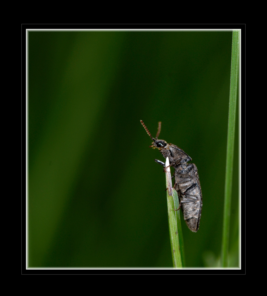 Mausgrauer Schnellkäfer, Agrypnus murinus, Italien, Piemont, Valle Maira
Die Schnellkäfer verdanken einer anatomischen Besonderheit, einem Sprungapparat, ihren deutschen Namen. Durch sie können sie sich blitzschnell in die Höhe katapultieren - sehr hilfreich, wenn der Käfer mal unglücklich auf dem Rücken landet.
Die Käfer ernähren sich von Blättern verschiedener Pflanzen und jungen Trieben von Laub- und Nadelbäumen. Die Larven ("Drahtwürmer") leben mehrere Jahre im Boden ehe sie sich im Herbst verpuppen. Der frisch geschlüpfte Käfer verbleibt zunächst in der Erde und überwintert dort. Über die Ernährung der Larven gibt es unterschiedliche Angaben.

Schlüsselwörter: Mausgrauer Schnellkäfer, Agrypnus murinus, Italien, Piemont, Valle Maira