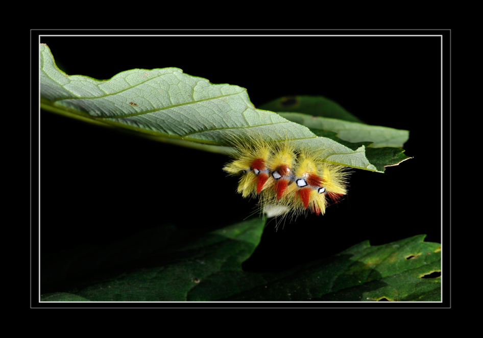 Ahorneule Acronicta aceris
Der graue Nachtfalter ist unscheinbar, die Raupe doch eher sehr auffällig
Schlüsselwörter: Ahorneule Acronicta aceris