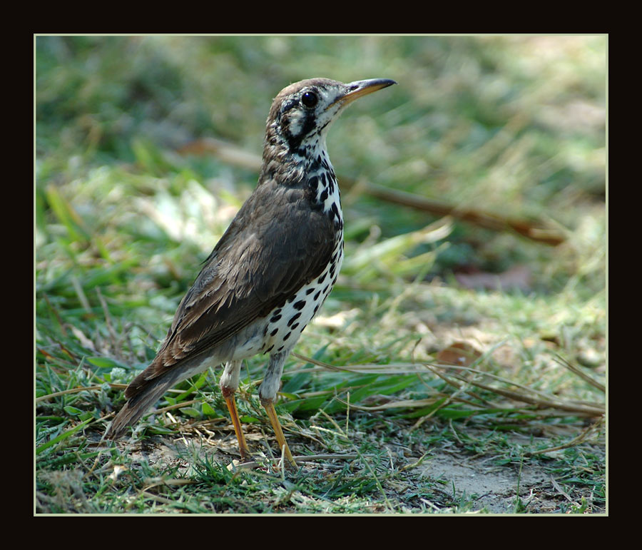 Akaziendrossel (Turdus litsitsirupa)
Im Norden Namibias, am Ufer des Okavango. Der Okavango ergiesst sich in riesiges Binnendelta in Botswana und versickert und verdunstet dort  im Kahlahari-Sand.
Schlüsselwörter: Namibia,  Akaziendrossel,