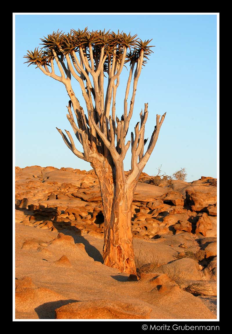 Aloe dichotoma
