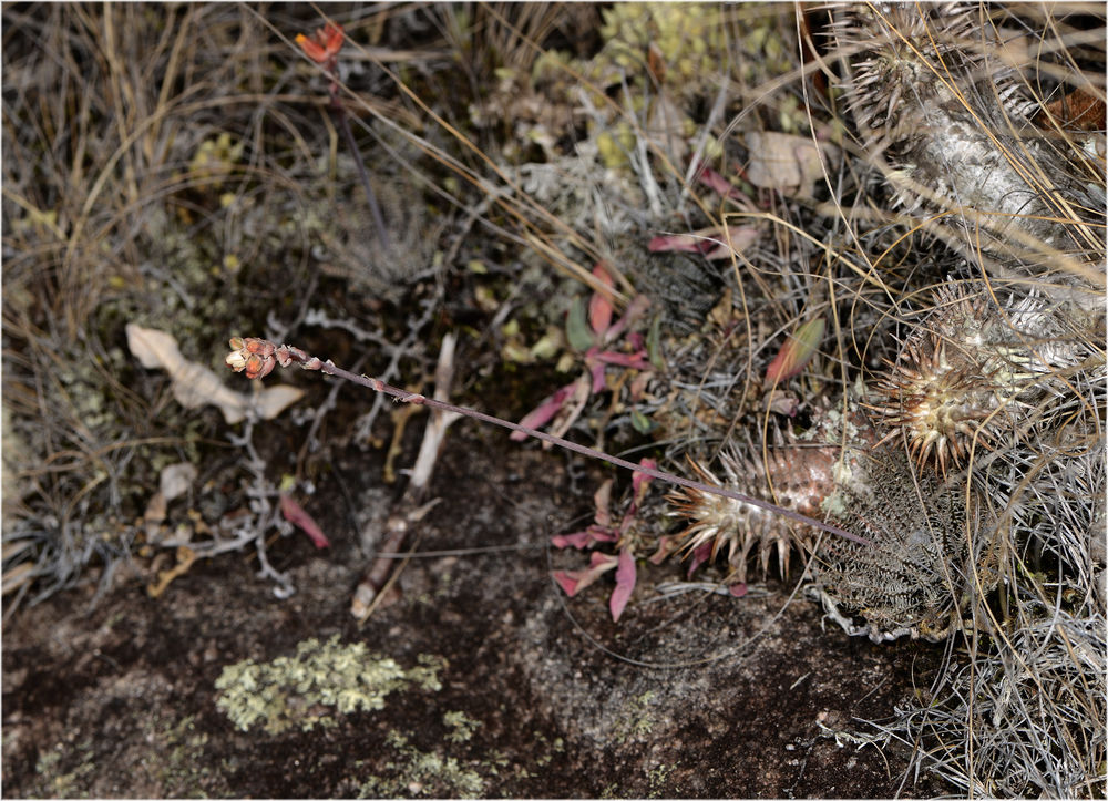 Aloe hawartioides
