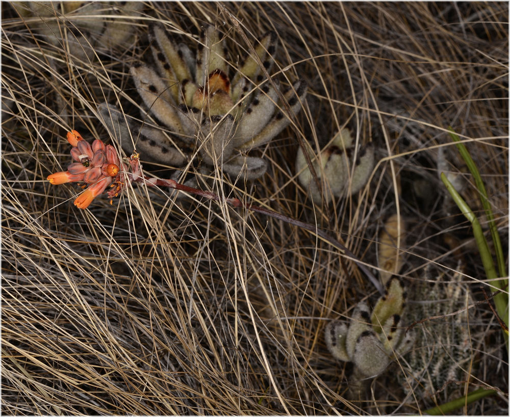 Aloe hawartioides
