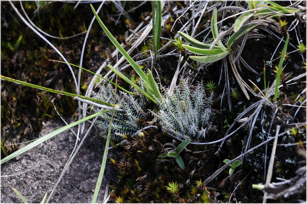 Aloe hawartioides
