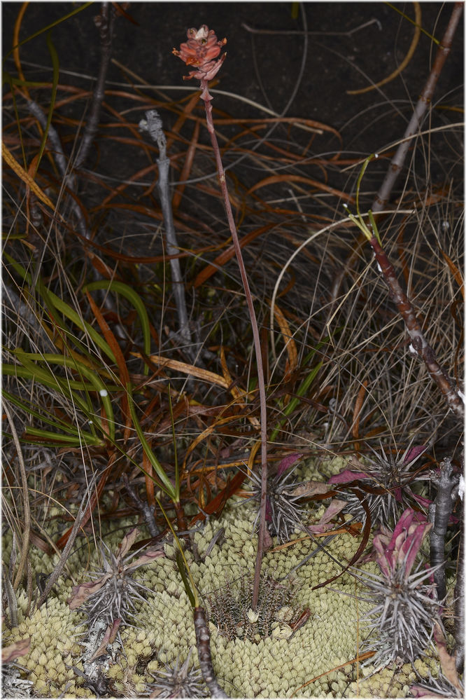 Aloe hawartioides
