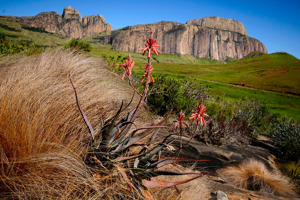 Aloe Inselberg Madagaskar
