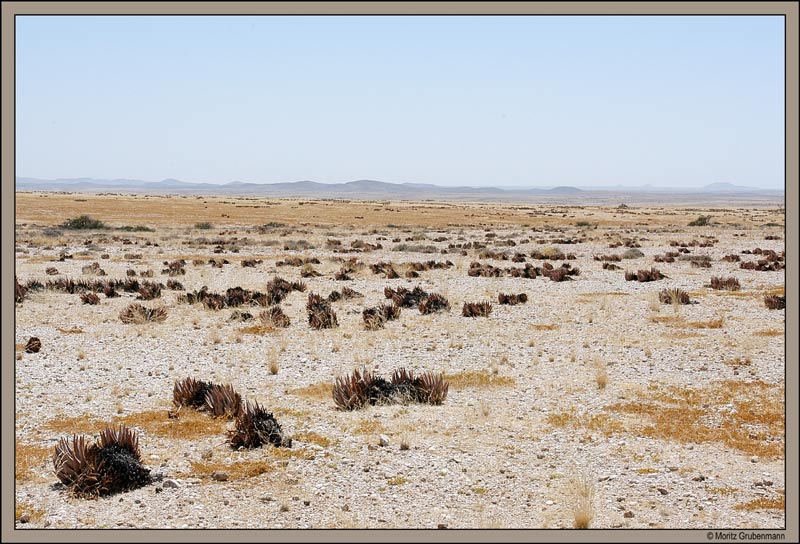Aloen- Ebene beim Brandberg
Eine 4x4 Route führt vom Brandberg zur Küste runter. Auf den ersten kilomtern hat man links und rechts der Route ein Aloe asperifolia Garten.
Schlüsselwörter: Aloen, Brandberg