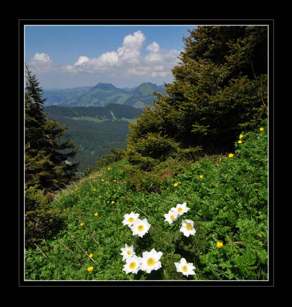 Alpen-Anemone
Schlüsselwörter: Alpen-Anemone, Pulsatilla alpina, Leistenkamm, Arvenbühl, Amden
