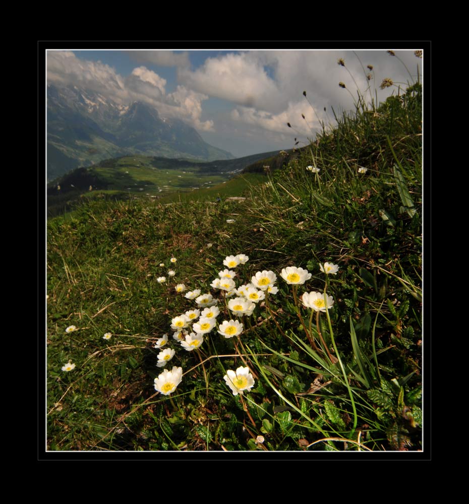 Silberwurz (Dryas octopetala)
Silberwurz (Dryas octopetala) 
Schlüsselwörter: Silberwurz (Dryas octopetala)