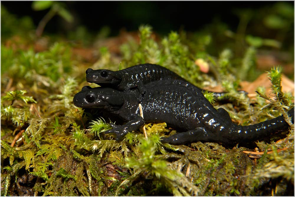 Alpensalamander
