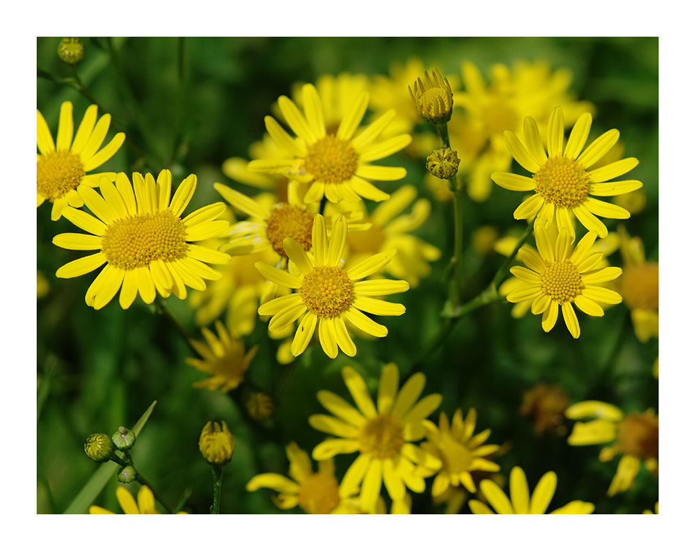 Verbänderung
Ozonloch?
