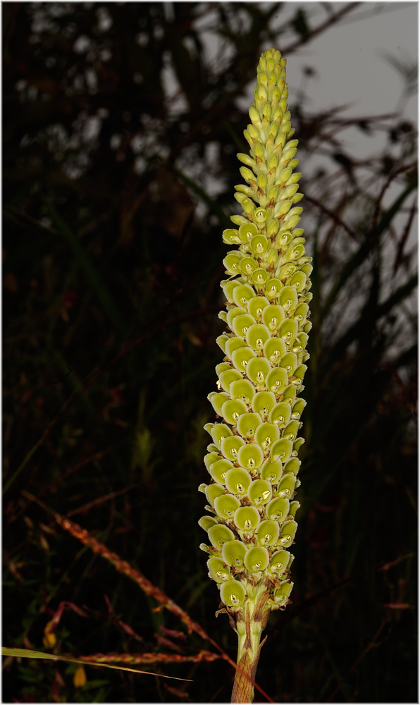 Altensteinia fimbriata, Orchidee, Machu Pichu
Schlüsselwörter: Altensteinia fimbriata, Orchidee, Machu Pichu