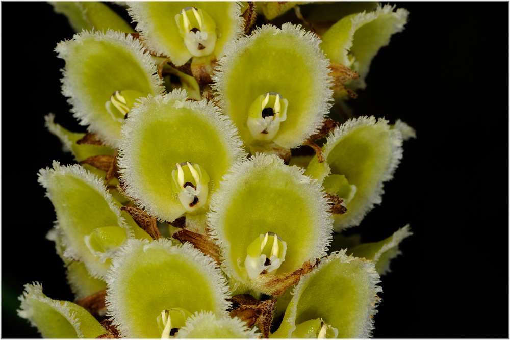 Altensteinia fimbriata, Orchidee, Machu Pichu
Schlüsselwörter: Altensteinia fimbriata, Orchidee, Machu Pichu