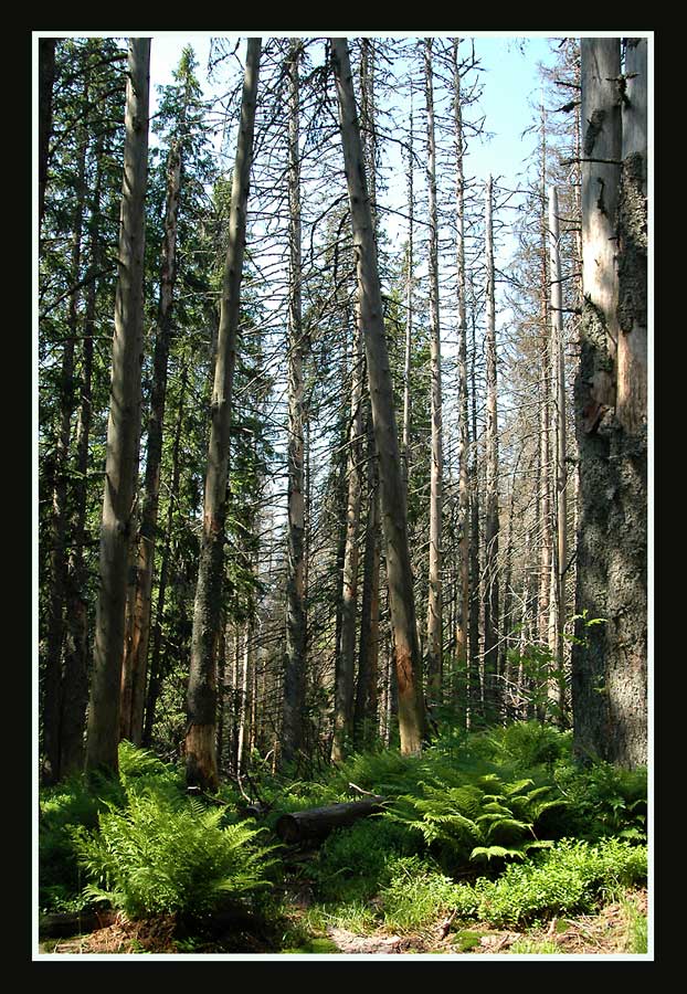 Farn & toter Wald
Frisches Grün und altes Totholz, oberhalb von Amden.
Schlüsselwörter: Farn, Totes Holz, abgestorbene Tannen