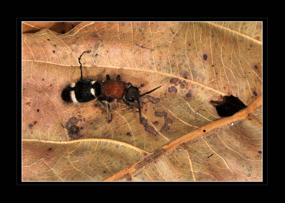 Ameisenwespe (Dolichomutilla sycorax)
Ameisenwespen (Mutillidae) zählen zur Insektenordnung der Hautflügler (Hymenoptera). Innerhalb dieser stehen sie in der Überfamilie Vespoidea, den Faltenwespenartigen, in der Unterordnung der Taillenwespen (Apocrita). Weltweit wurden für diese Familie 6000 Arten beschrieben, mehr als es Säugetierarten auf der Welt gibt.
Schlüsselwörter: Ameisenwespe, Mutillidae, Hautfluegler, Tanzania, Vuma Hill, Mikumi-NP