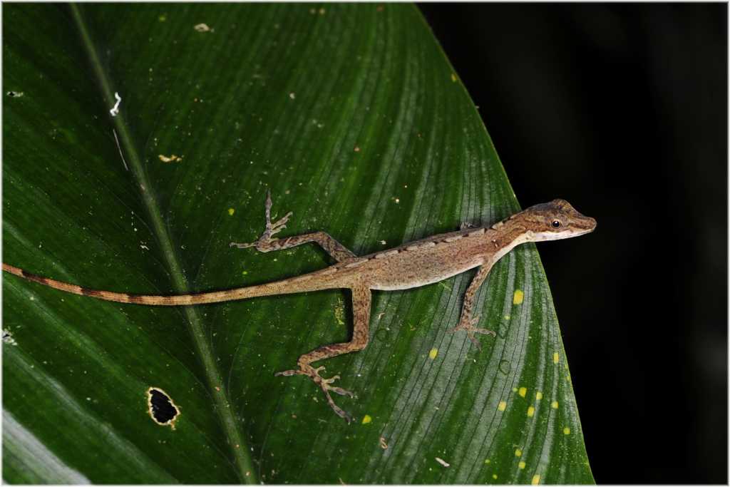 Anolis
