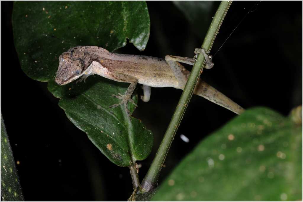 Anolis
