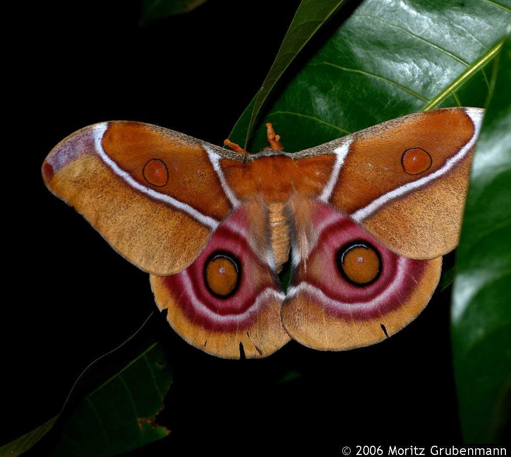 Nachtfalter, Antherina suraka
Nachtfalter, Antherina suraka, 2006 in den Falaise d'Ankarana aufgenommen
Schlüsselwörter: Nachtfalter, Antherina suraka, Falaise d'Ankarana, Madgaskar