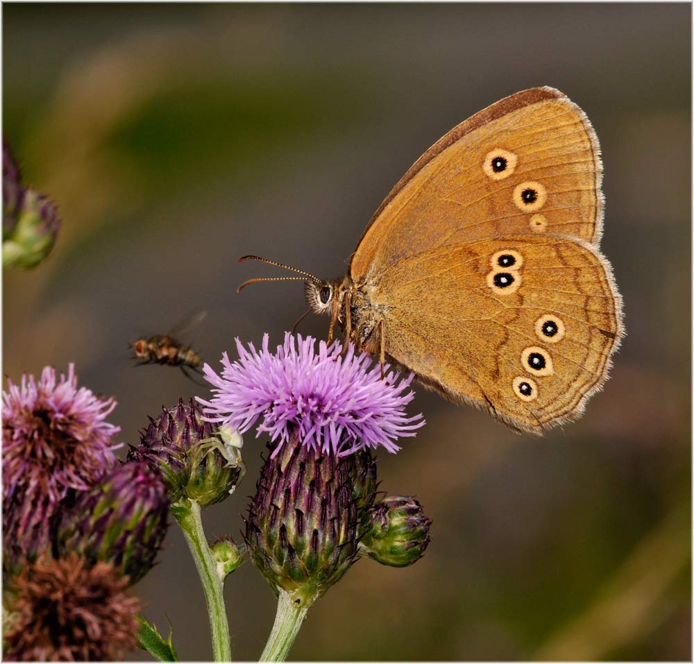 Schornsteinfeger, weissrandiger Mohrenfalter (Aphantopus hyperanthus)
Kann mit dem verschollenen Wiesenvögelchen verwechselt werden.
Schlüsselwörter: Schornsteinfeger, weissrandiger Mohrenfalter (Aphantopus hyperanthus)