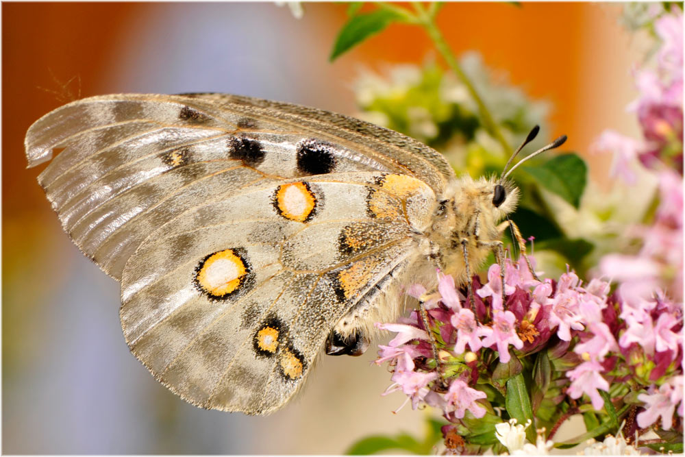 Alpenapollo (Parnassius apollo) Olivone, 1100mM, Tessin, Schweiz
Schlüsselwörter: Alpenapollo, Parnassius apollo, Olivone, 1100mM, Tessin, Schweiz