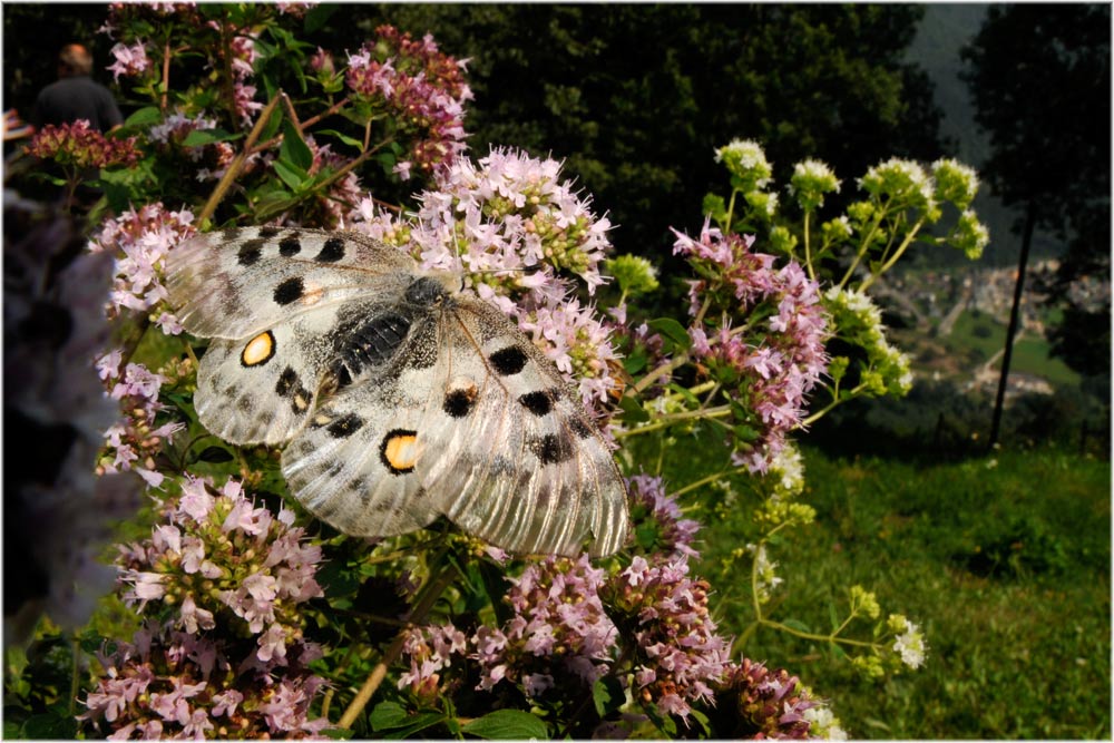 Alpenapollo (Parnassius apollo) Olivone, 1100mM
Schlüsselwörter: Alpenapollo, Parnassius apollo, Olivone, Tessin, Schweiz