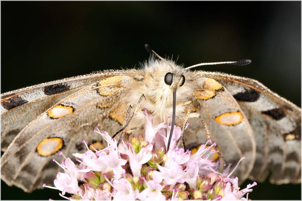 Alpenapollo (Parnassius apollo) Olivone, 1100mM, Tessin, Schweiz
Schlüsselwörter: Alpenapollo, Parnassius apollo, Olivone, 1100mM, Tessin, Schweiz