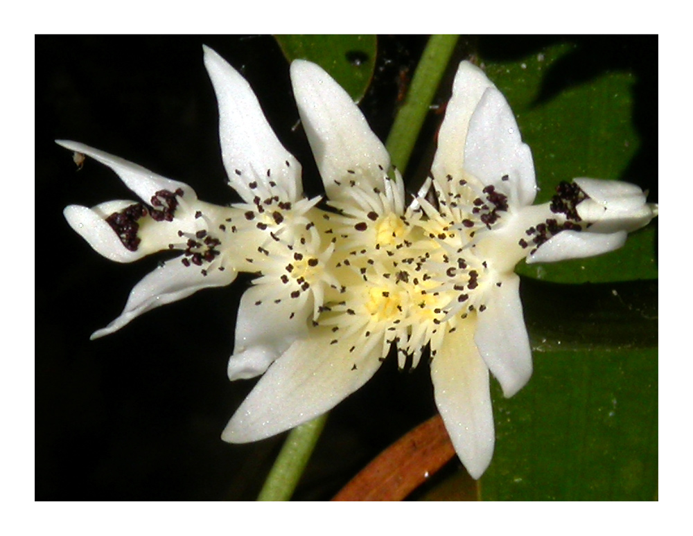 Aponogeton - Wasserähre
Zwei Arten dieser eigenartig-schönen Wasserpflanze werden häufiger kultiviert: A. madagascariensis (Madagaskar) und A. distachyos aus dem südlichen Afrika.
Schlüsselwörter: Wasserähre, Aponogeton