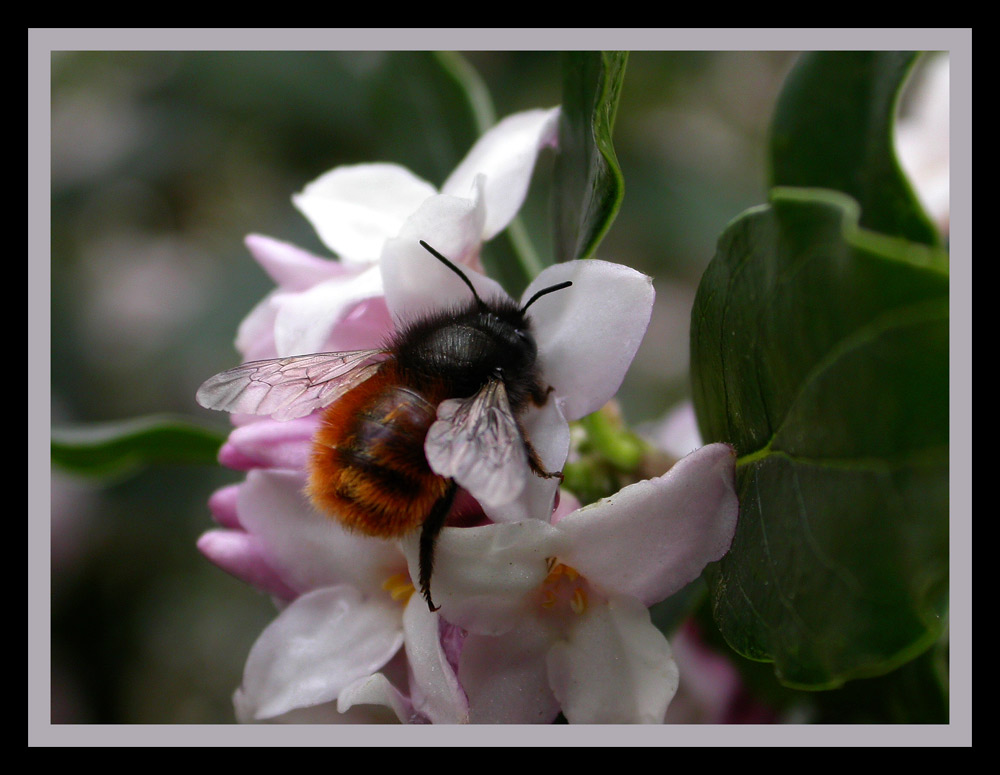 Hummel
Hummel sind solitär lebende Bienen.
Schlüsselwörter: Hummel, Tessin