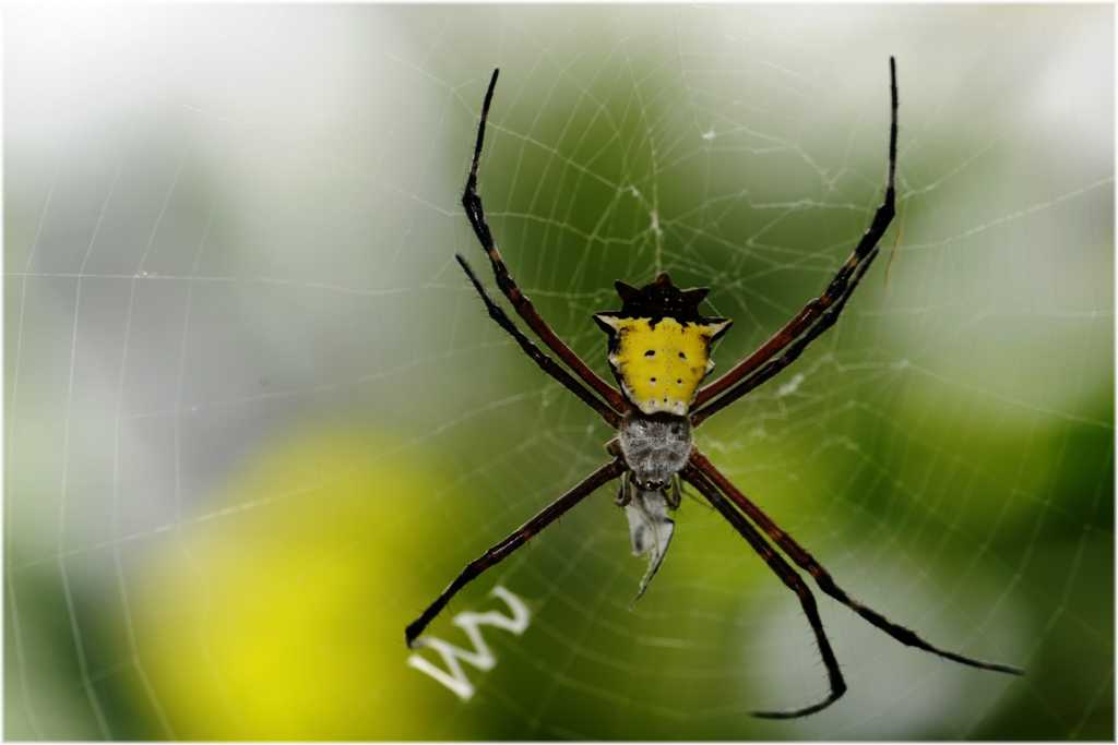 Argiope - Spinne
