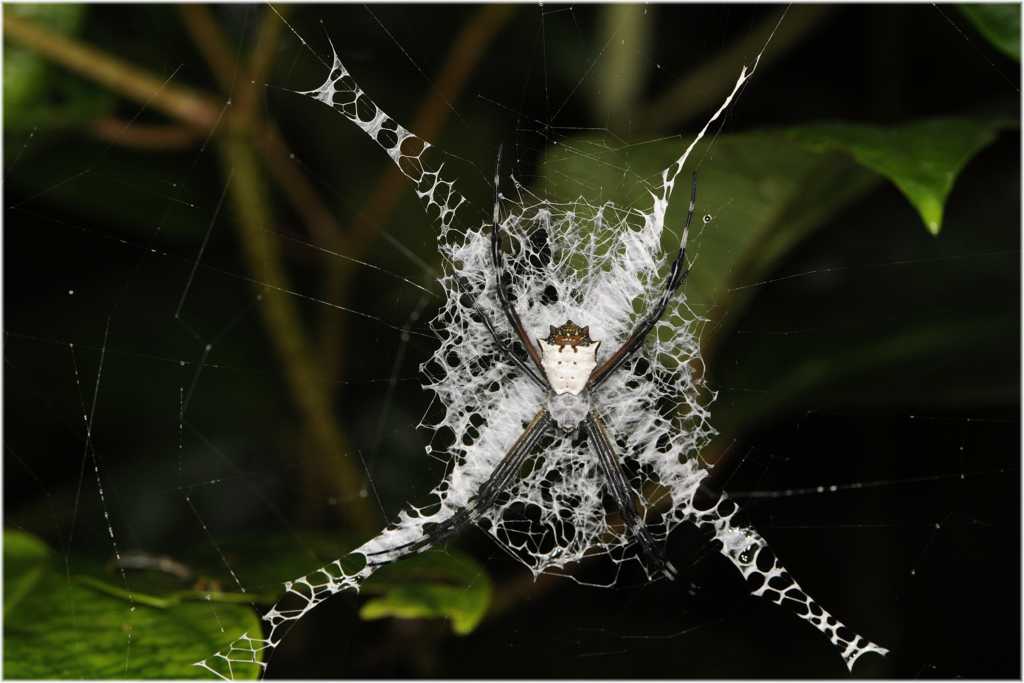 Argiope - Spinne
