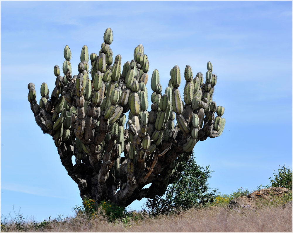 Armarocereus, Peru
Schlüsselwörter: Armarocereus, Peru