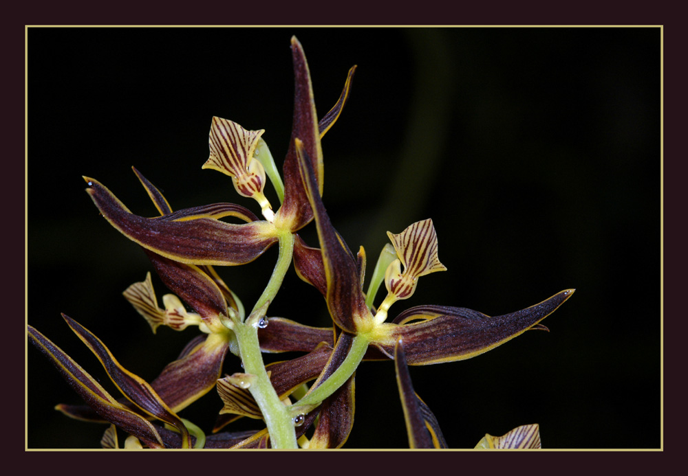 "Flügelschlagende Orchidee"
Fotografiert im Berggarten, ein Teil der Herrenhäuser Gärten in Hannover, Epig Treffen 2004. Der Berggarten hat ein sehr schöne Orchideensammlung und ein sehr präsentable permanente Ausstellung blühender Orchideen
Schlüsselwörter: Orchideen, Herrenhäuser Gärten, Berggarten, Hannover