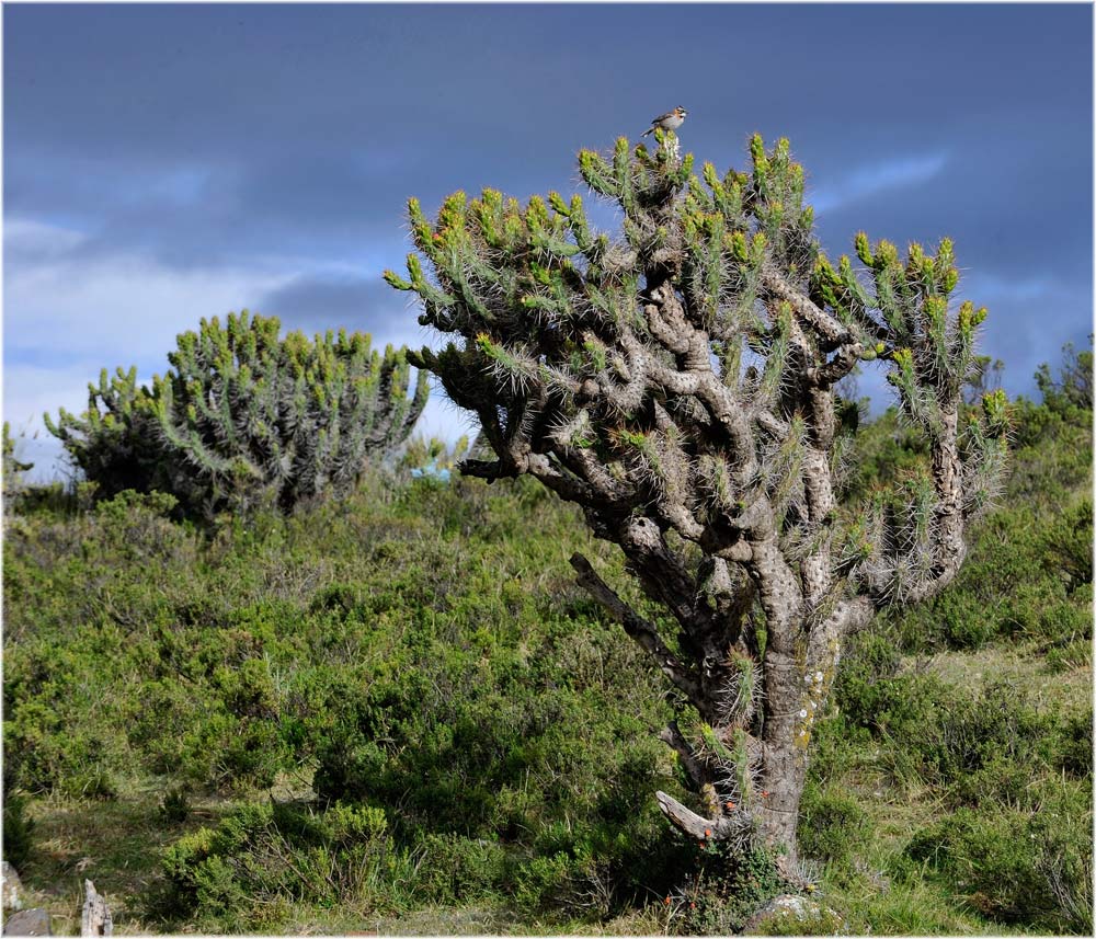 Austrocylindropuntia subulata
Schlüsselwörter: Austrocylindropuntia subulata