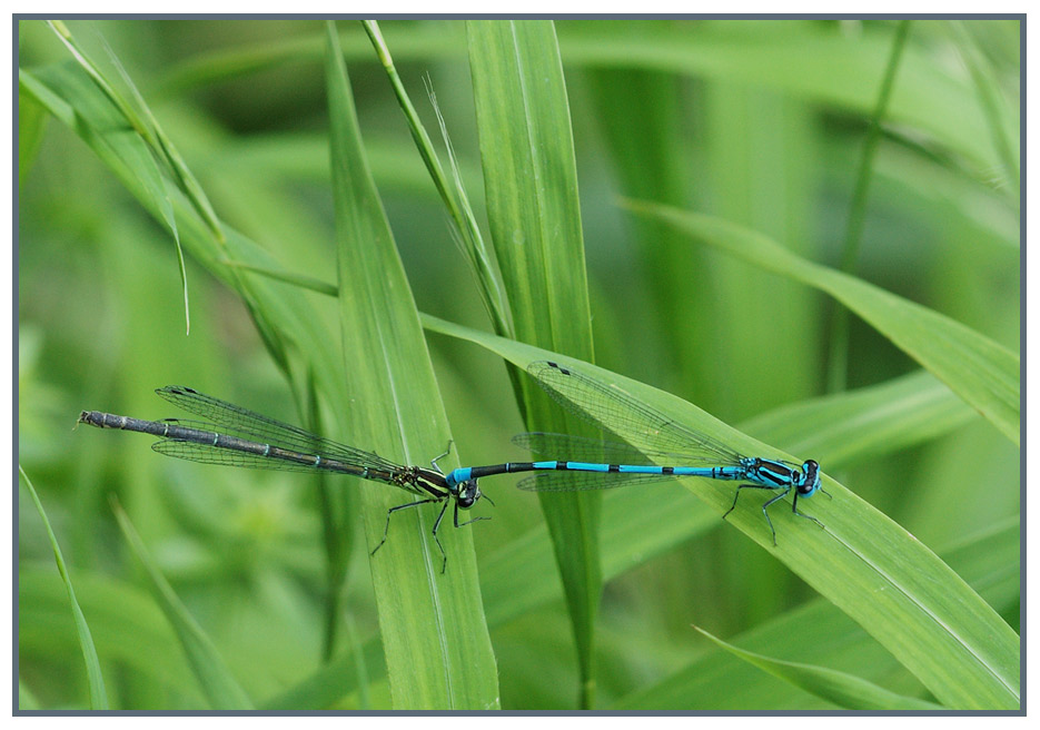 Hufeisenazurjungfer
Nach dem Paarungsrad, verbleiben die Pärchen noch einige Zeit verbunden.
Schlüsselwörter: Hufeisenazurjungfer, Coenagron puella, Uetliberg