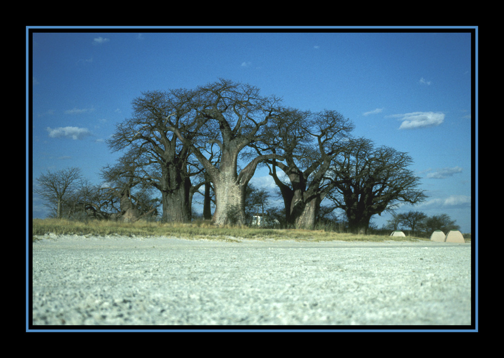 Sleeping Sisters
Adansonia digitana in Botswana
Schlüsselwörter: Adansonia digitana