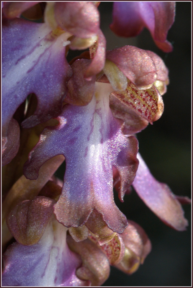 Blüte von Roberts Knabenkraut
Barlia robertiana kommt entlang der Mittelmeerküste, Griechenland, Italien, Spanien, Frankreich und auch in Nordafrika vor.
Grosse robuste Pflanzen die früh im Jahr blühen. (Februar bis Mai) Der Sporn der Blüten ist abwärts gerichtet und die Helmförmig zusammengefalteten Perigonblätter sind innen rötlich punktiert. Ein kräftige Rinne beim Sporneingang. Verwaschene bis kräftige Blütenfarben, Pflanze wird oft angefressen.
Schlüsselwörter: Barlia robertiana, Orchidee