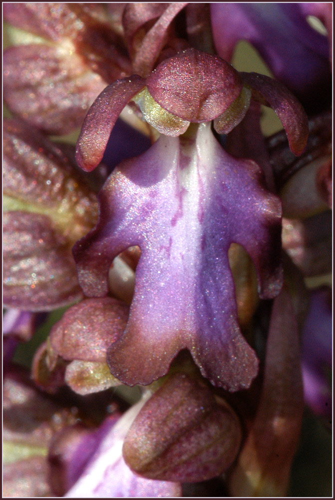 Roberts Kanabenkraut; Blüte frontal
Schlüsselwörter: Barlia robertiana, Orchidee, Roberts Knabenkraut