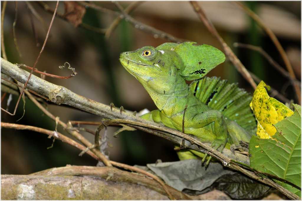 Basilicus plumifrons
