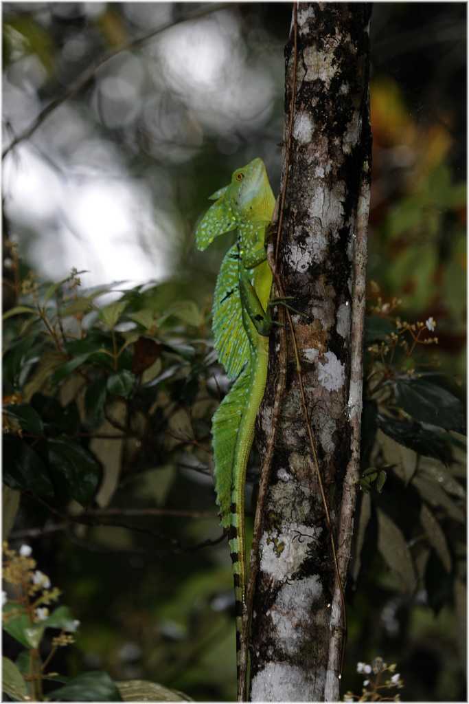 Basilicus plumifrons
