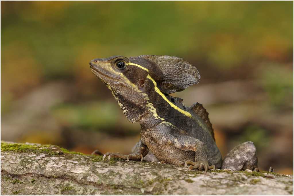 Basilicus vittatus
