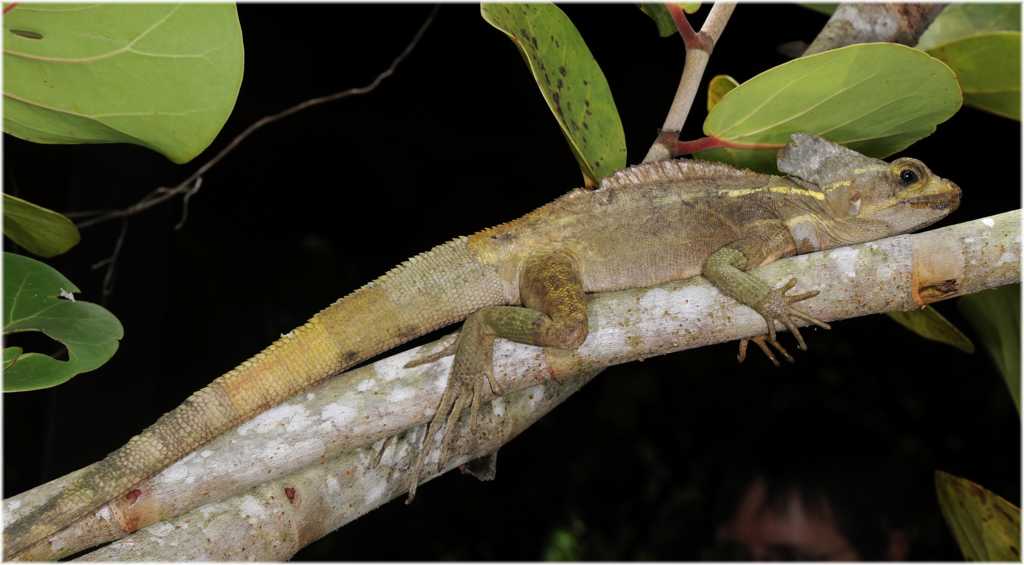 Basilicus vittatus
