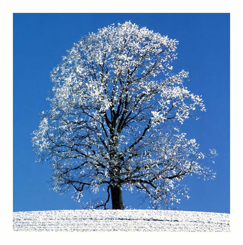 Winterbaum
Affoltern im Emmental,  Aufnahme aus dem letzten Jahhundert, Minolta, eingescannt.
