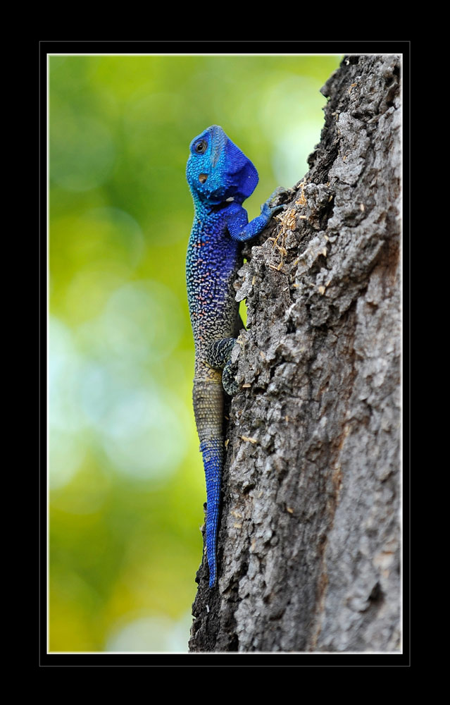 Acanthocercus atricollis (SMITH, 1849), Blaukehlagame
Verbreitung in Süd- und Ost- Afrika: Kenia, Kongo, Uganda, Tansania, Äthiopien. Sie kommen vom Flachland bis in die Gebirgsregionen vor. Es sind bevorzugte Baumbewohner die am häufigsten in baumbestandenen Savannenlandschaften leben. 
Schlüsselwörter: Acanthocercus atricollis (SMITH, 1849), Blaukehlagame, Tanzania, Katavi