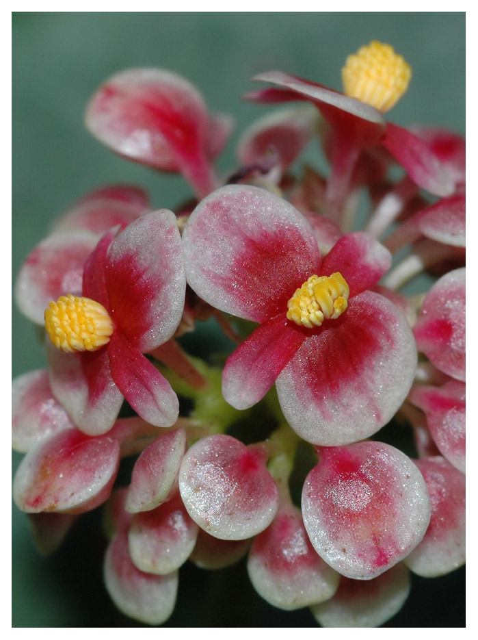 Begonia, Botanischer Garten Berlin
Schlüsselwörter: Begonia, Botanischer Garten Berlin